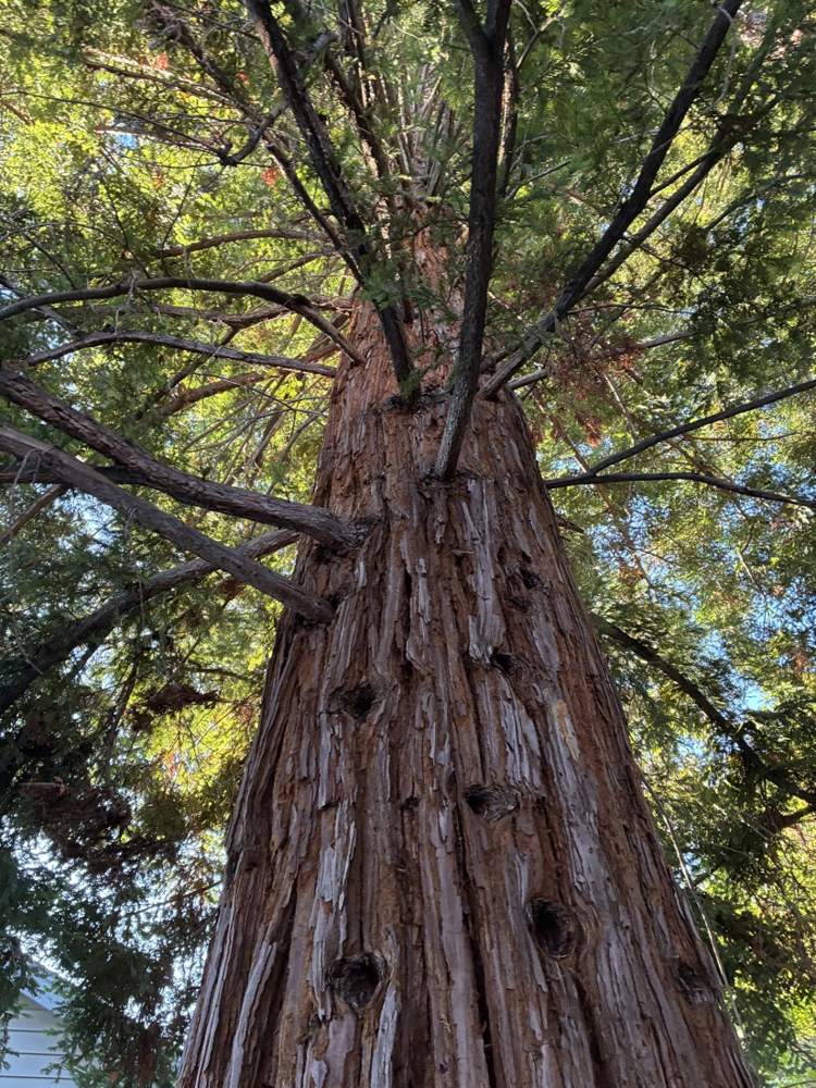 Looking up the trunk of a tall redwood