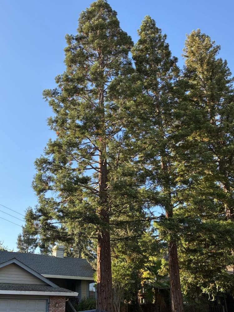 Mature redwood trees at a job site
