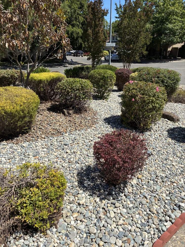 Trimmed shrubs set in a rock bed