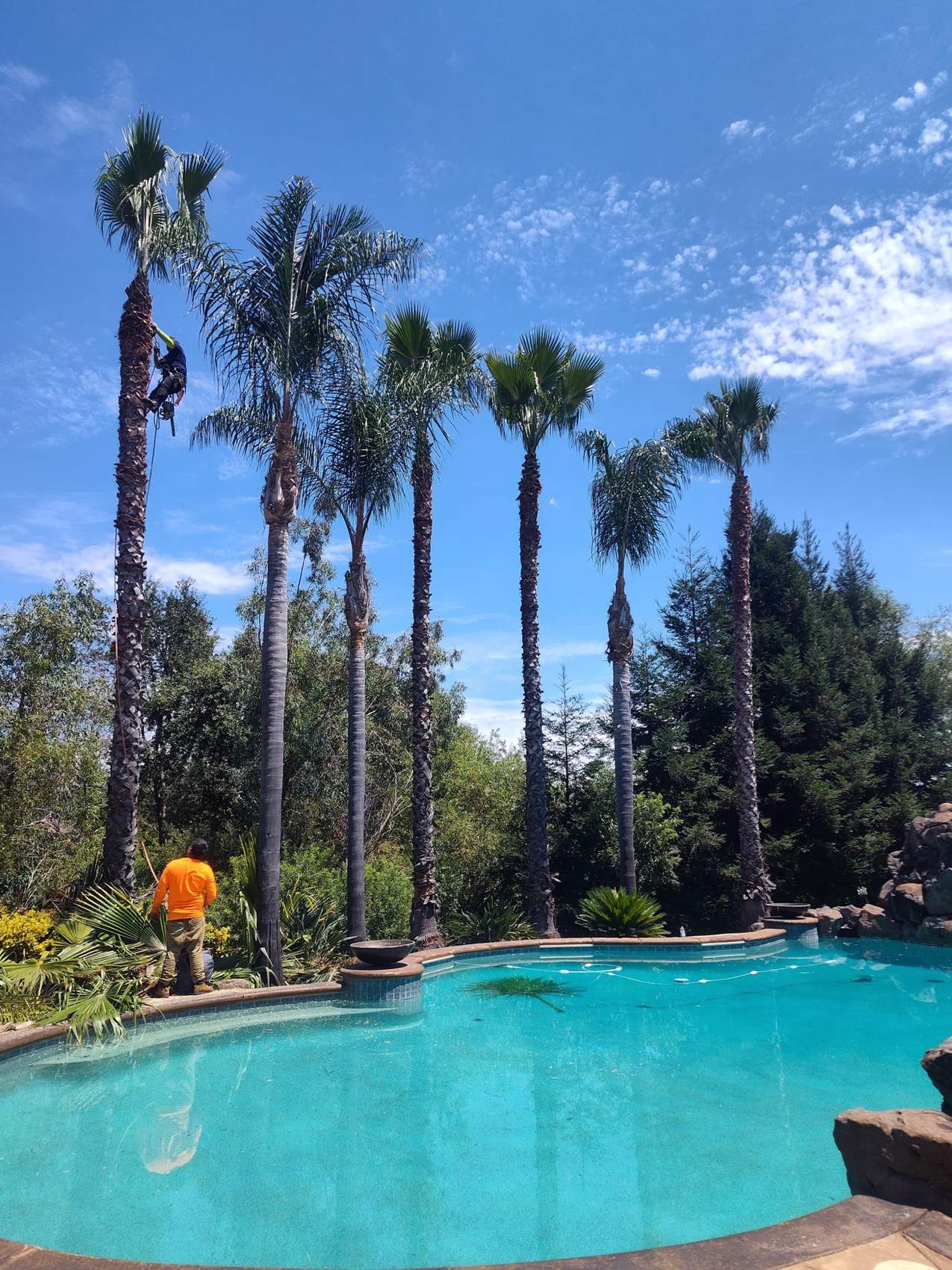 Palm trees trimmed beside a backyard pool